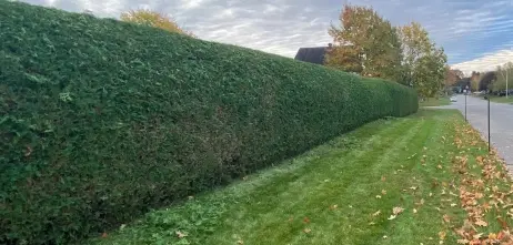 Haie de cèdres à Gatineau | Taille de haies de qualité